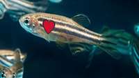 بازسازی سلول های قلبی در Zebrafish امیدی جدید را برای بهسازی متابولیک سلول ها ایجاد نمود