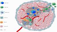 اصلاح ژنتیکی پیام‌رسان سایتوکین برای افزایش کارایی درمان با CAR T Cell