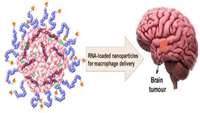 استفاده از لیپوزوم ها برای تحویل هدفمند RNA: 