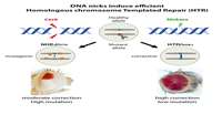 سیستم جدید CRISPR Nicking: روشی ساده، کارآمد و ایمن