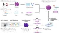 استفاده از ویرایش ژن مبتنی بر CRISPR در سلول‌های T اولیه