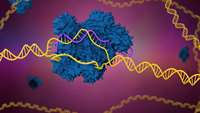  سه راه پیشبرد CRISPR به منظور افزایش قابلیت پیش بینی مدل های تحقیقاتی حیوانی