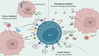 پیشرفت درTherapy  NK cell برای درمان تومورهای مغزی