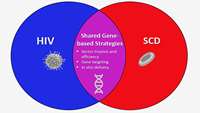 سرمایه گذاری NIH و بنیاد گیتس بر روی پروژه های ژن درمانی HIV و SCD